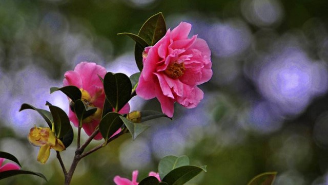 茶花怎样上盆和换盆 茶花怎样上盆和换盆