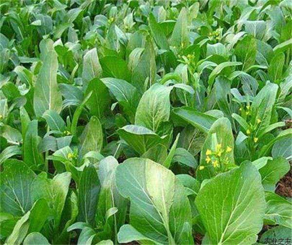 菜心栽培方法