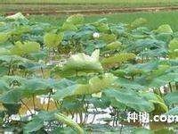 种植莲藕怎么防治病害？