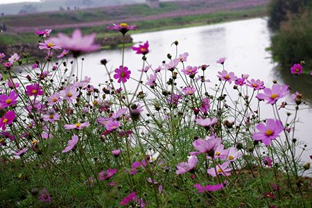 格桑花 格桑花