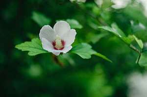 盆栽木槿花怎么养？木槿花的养殖方法和注意事项