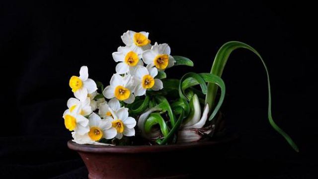 让水仙花春节开花的方法 让水仙花春节开花的方法