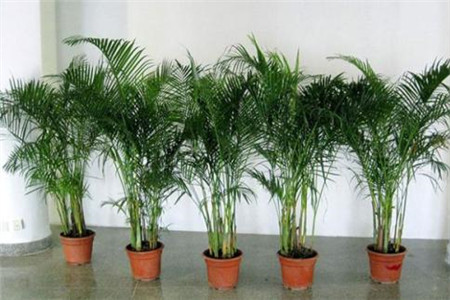 袖珍椰子 袖珍椰子