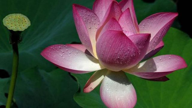 莲花的象征意义 莲花的象征意义