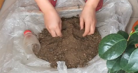 1530347947345114.png 山茶花的种植方法,图解如何给孕蕾期间的山茶花换盆
