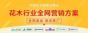 同规格的苗木，为什么他家的生意那么好？不仅价高还走量！