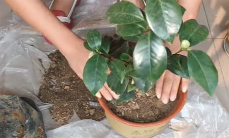 1530349178109735.png 山茶花的种植方法,图解如何给孕蕾期间的山茶花换盆