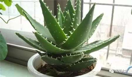 不喜水湿的植物 不喜水湿的植物