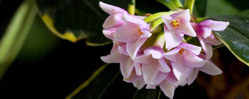 金边瑞香花后怎么养护 金边瑞香花后怎么养护