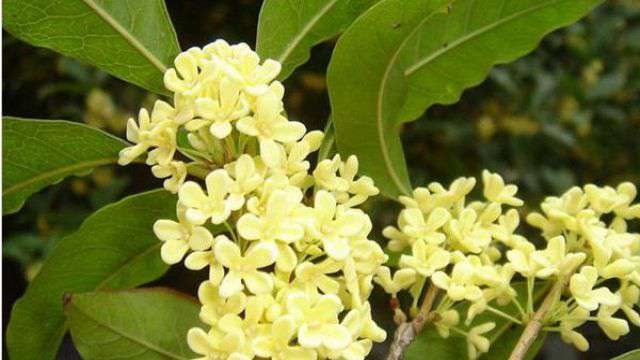 桂花怎么施肥 桂花怎么施肥
