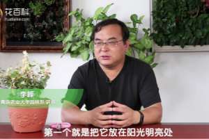 五彩络石怎么养