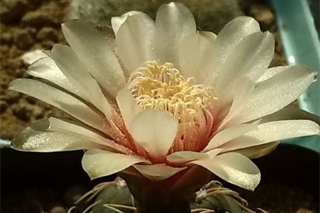 绯花玉 绯花玉