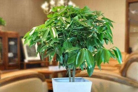 平安树 平安树