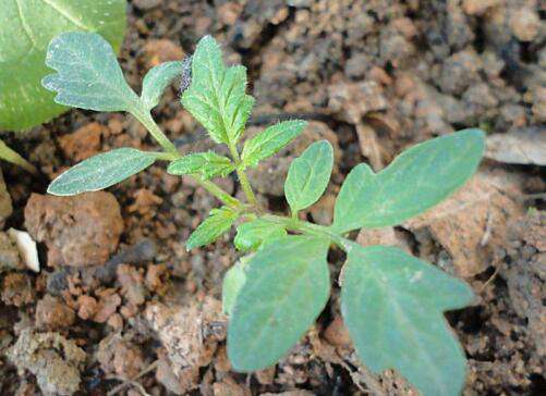 番茄定植后总是死苗是怎么回事