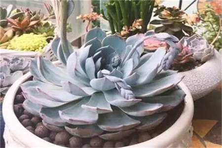 几天后的花 几天后的花