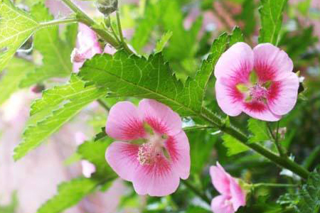 小木槿 小木槿
