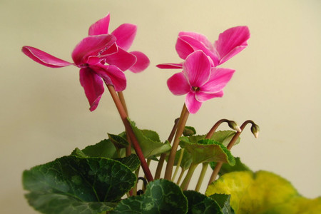 兔子花 兔子花