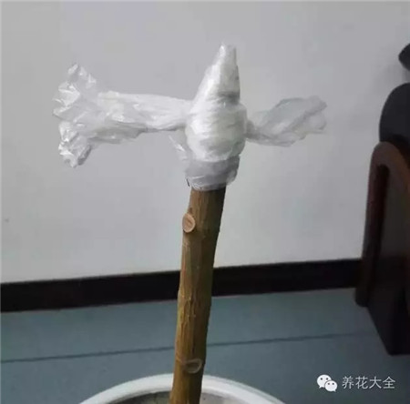 用塑料袋包裹 用塑料袋包裹