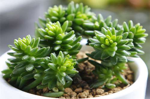 白花小松 白花小松