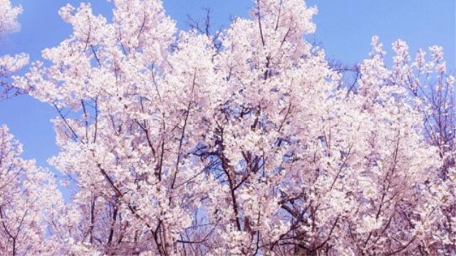 樱花可以放在室内吗 樱花可以放在室内吗