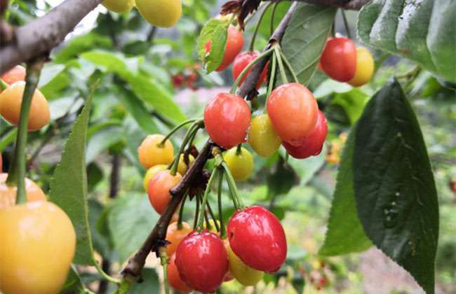 玛瑙红樱桃种植方法 玛瑙红樱桃种植方法
