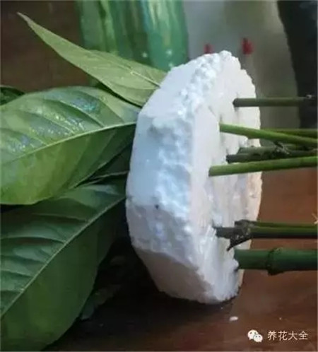 嫩枝处理 嫩枝处理