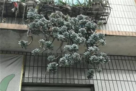 冬美人 冬美人