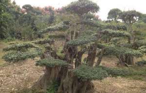湖北特有树种对节白蜡为何一度受热捧？