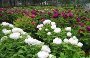 浏阳花木销售超40亿元，今年计划植树300万株