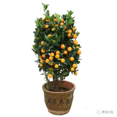 盆栽柑橘 盆栽柑橘