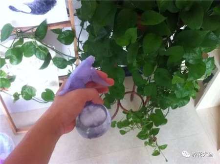 水肥管理 水肥管理