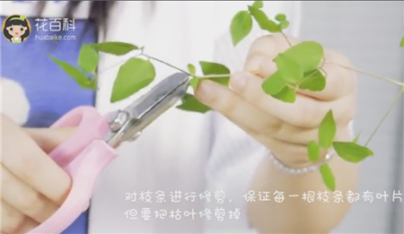 铁线莲 铁线莲