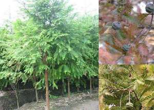 水杉的管理繁殖技术