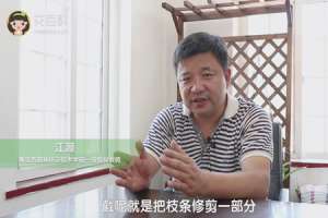 三角梅的修剪方法