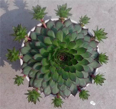 观音莲 观音莲
