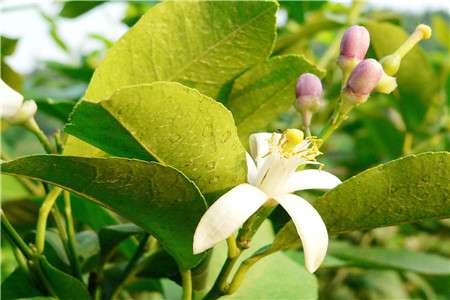 柠檬花 柠檬花