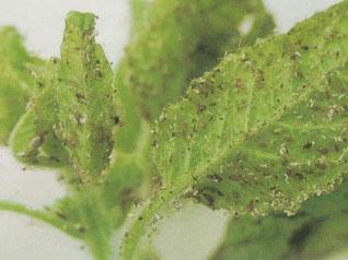 芝麻主要病虫害要怎样防治?