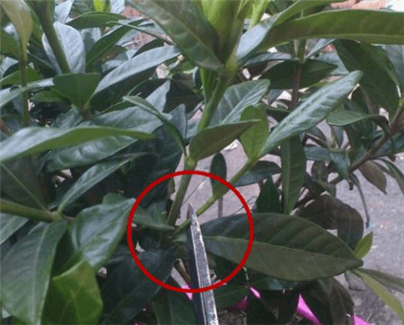 剪掉弱枝 剪掉弱枝