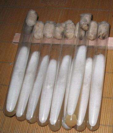 金针菇菌种怎么培育?