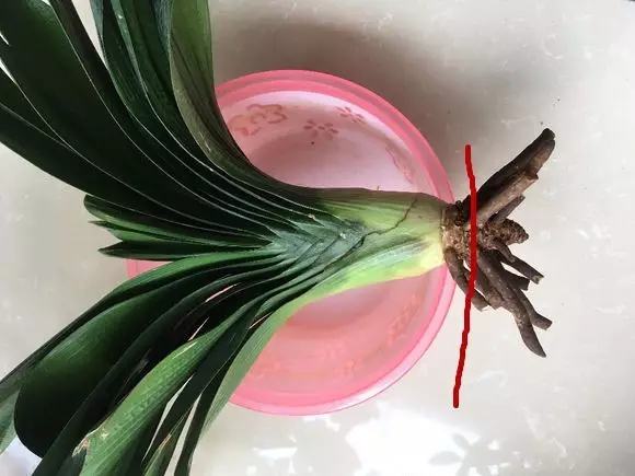 别人种花不用土,只用它,花长的根粗叶壮绿油油!