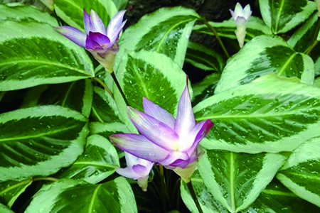 肖竹芋 肖竹芋