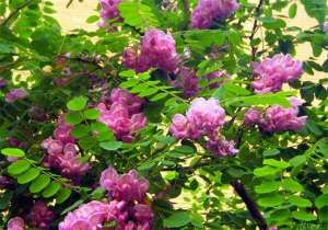 香花槐扦插技术介绍