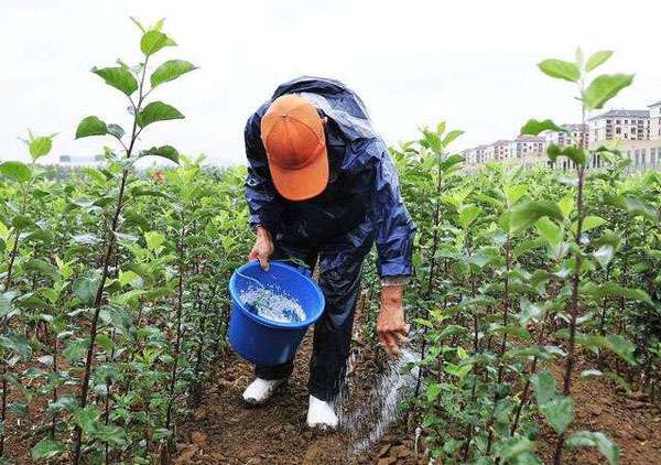4月份园林绿化养护要点 4月份园林绿化养护要点