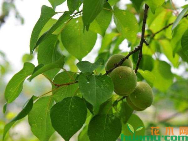 杏树5月份管理要点