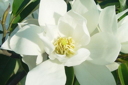含笑花 含笑花