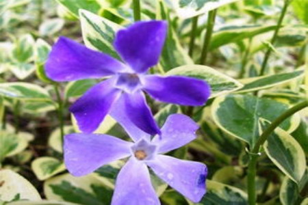 花叶蔓长春 花叶蔓长春