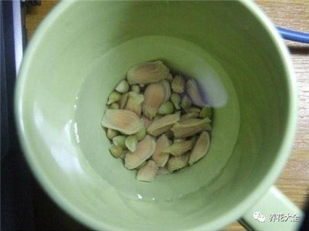 柠檬籽 柠檬籽