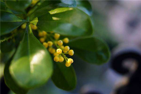 米兰花的花语及传说 米兰花的花语及传说