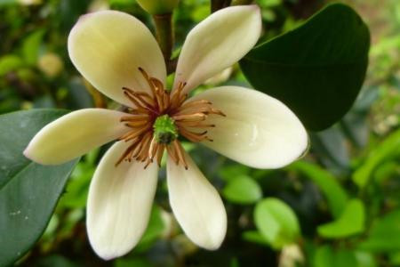 含笑花 含笑花