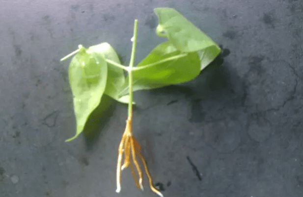 铁线莲生根 铁线莲生根